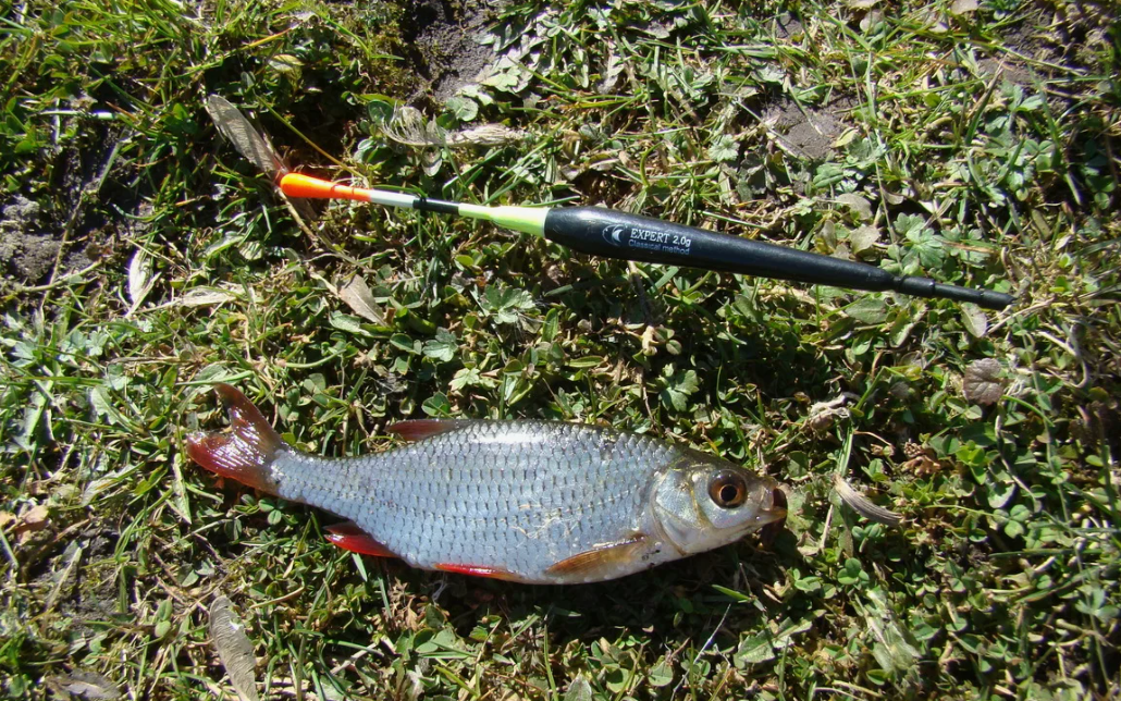 Плотва пойманная в конце апреля на поплавочную снасть. Источник фото tvoyulov.ru