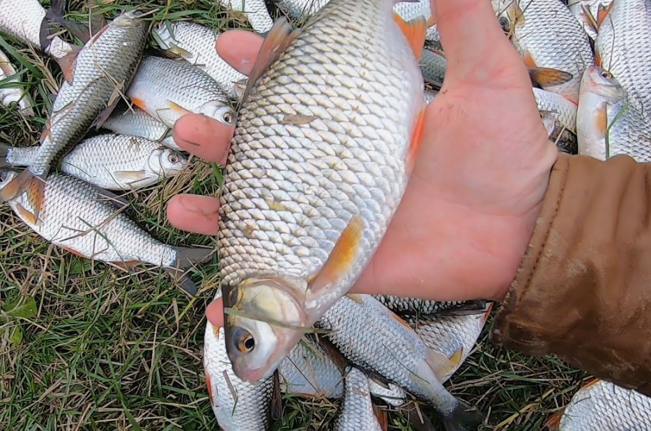 Плотва пойманная на поплавочную снасть в конце апреля. Источник фото kasheloff.ru