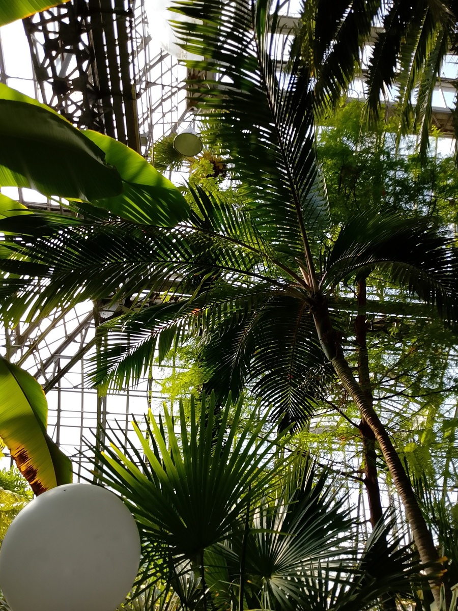 Ботаничекий сад