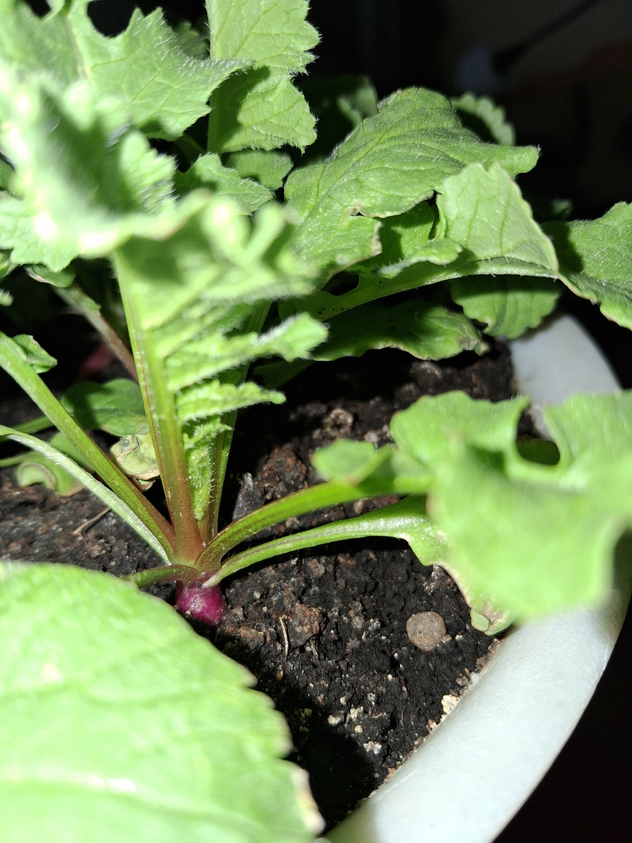 Корнеплод уже растет! Фото автора.