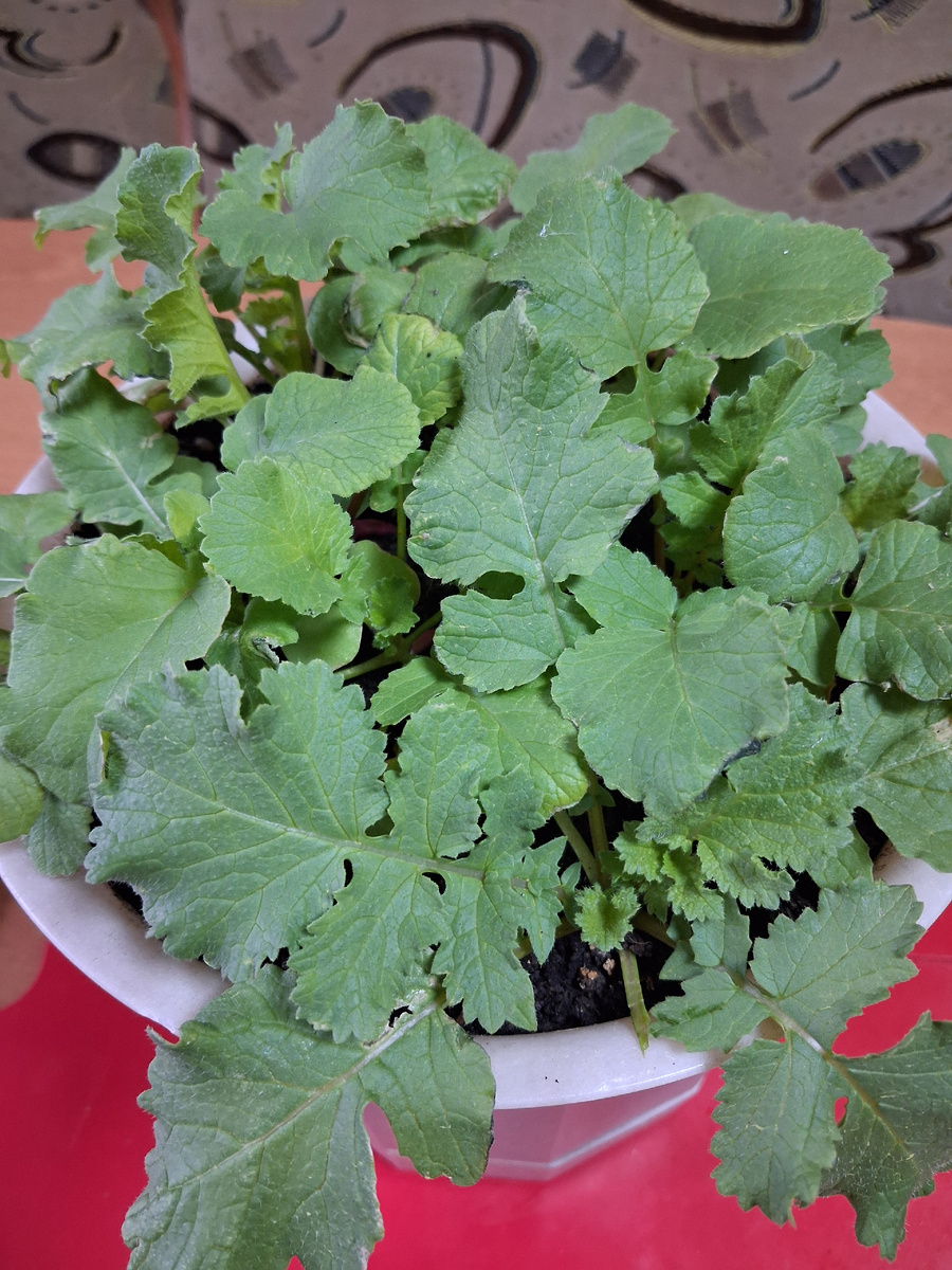 Редиска в горшке. Фото автора.