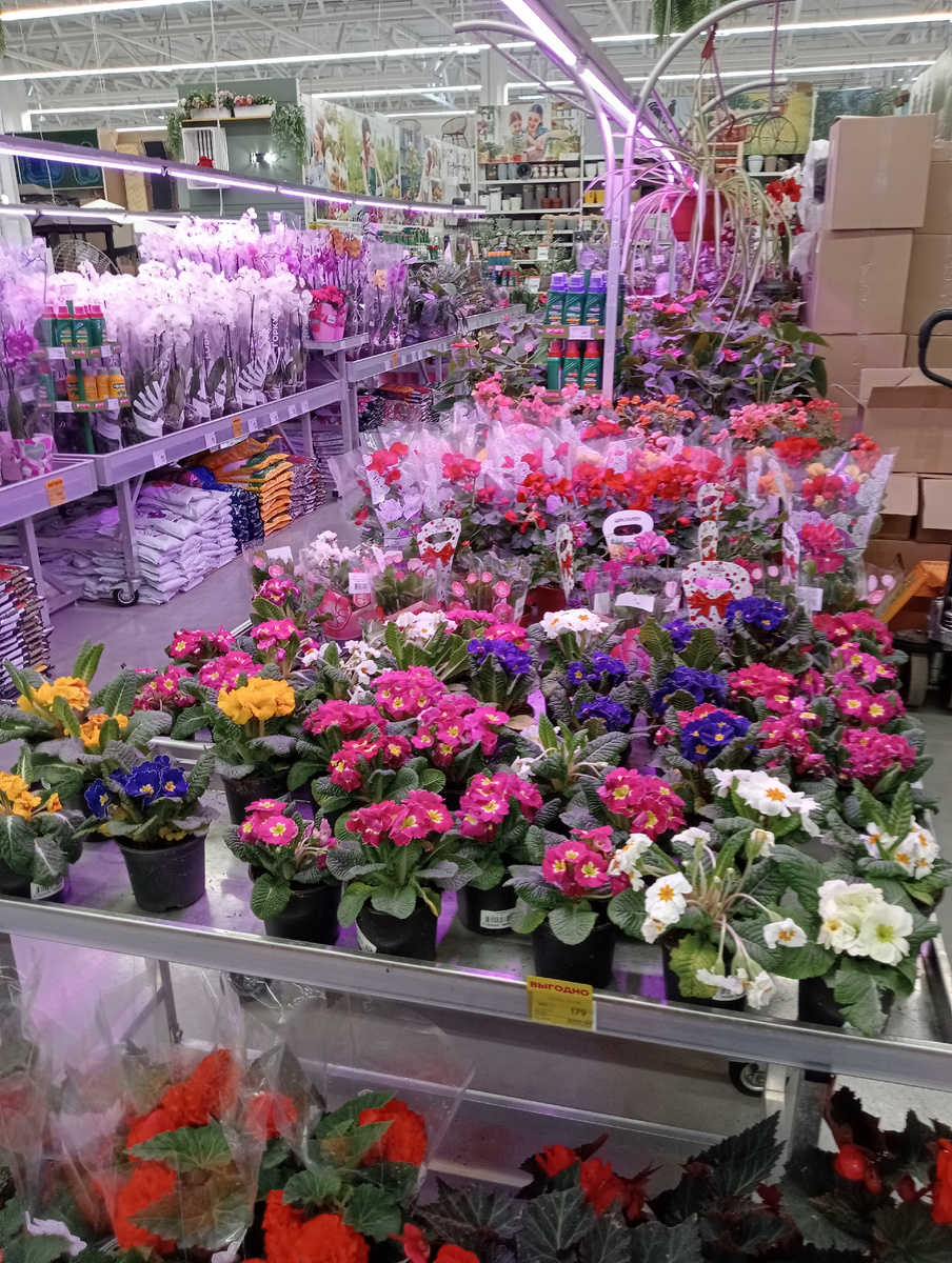 Сейчас в конце апреля там особенно большое разнообразие саженцев и цветов 