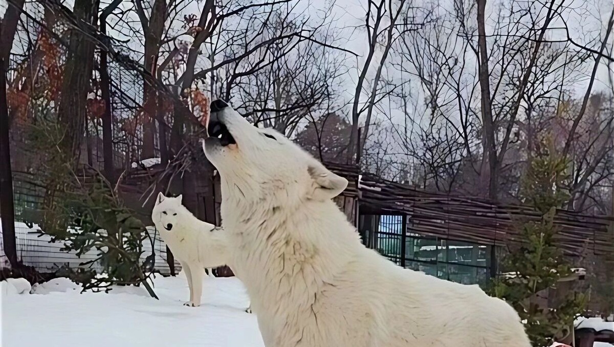     Источник: Зоосад «Приамурский»