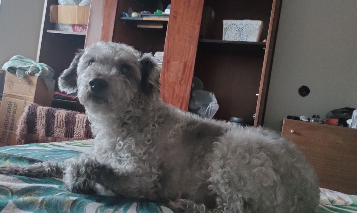 Кудряшка дома.