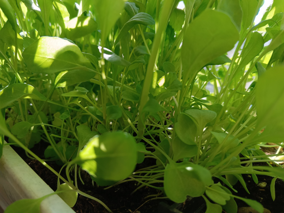 фото автора: шпинат в ящике на лоджии