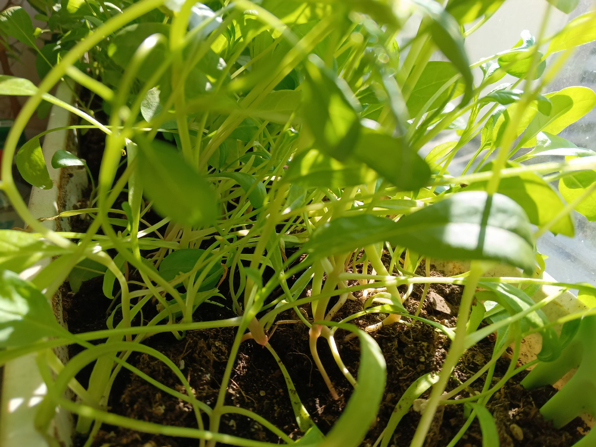 фото автора: руккола на лоджии