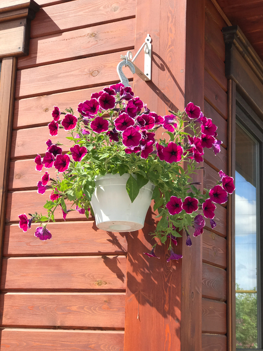 Купила на рынке уже посаженное в это кашпо.