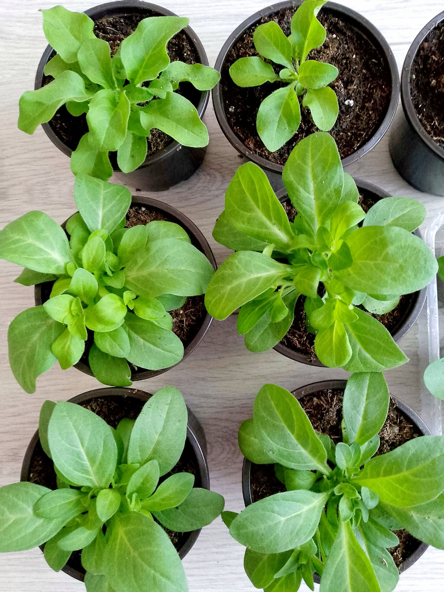 Четыре  нижних куста после прищипки верхушки