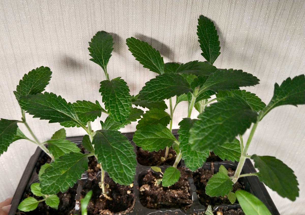 Рассада вербены бонарской 23.04.2025