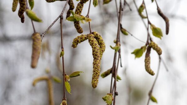    © Sputnik / Игорь Подгорный