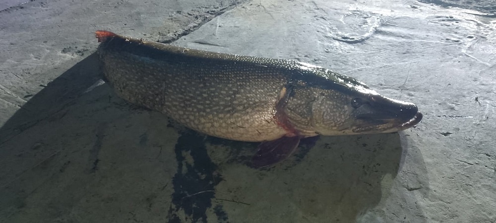    Фотография газеты "Знамя труда" Усть-Таркского района