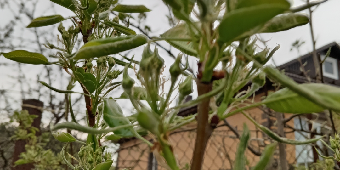 К заморозкам готовы? Хороший совет, обнародование которого я долго откладывала