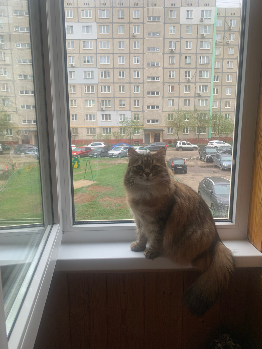 Кошка на лоджии