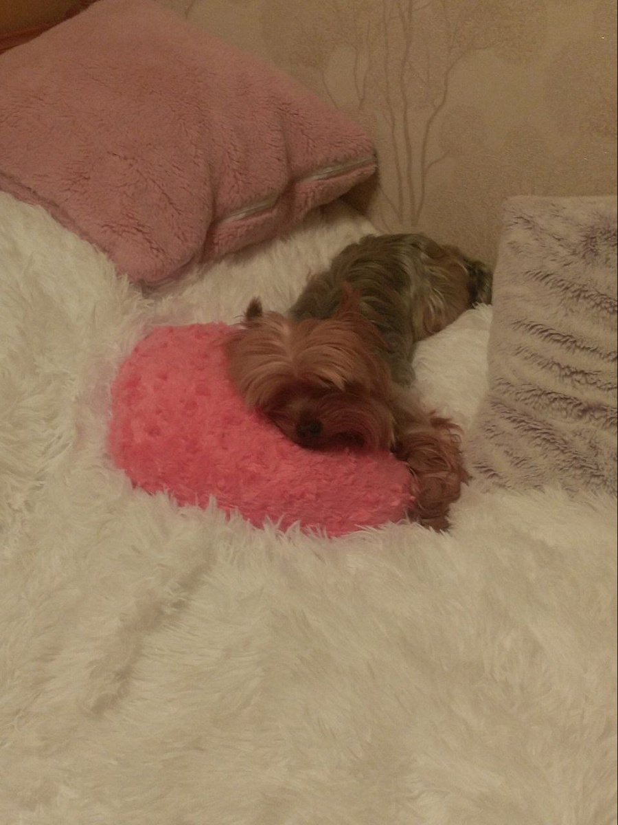 Марсель, ему скоро будет 11 лет, вес 2700