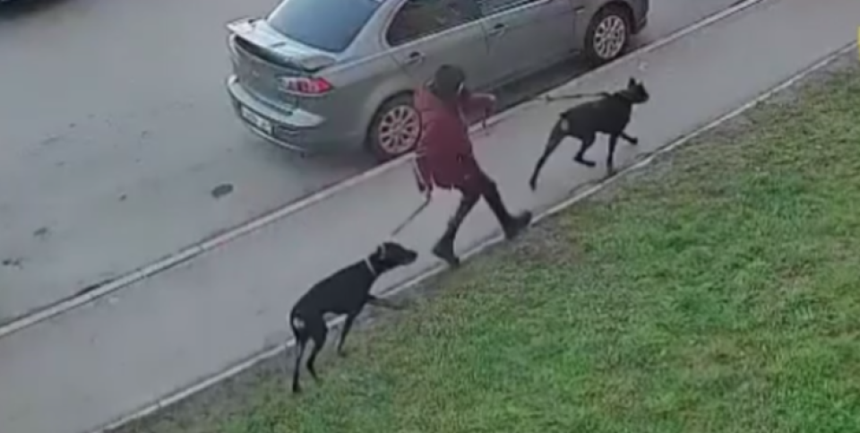    Нападение собак в Новоалтайске. Источник: Кадр из видео