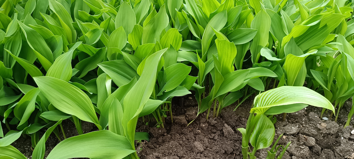 ЛАНДЫШ МАЙСКИЙ ВЫРАЩИВАНИЕ