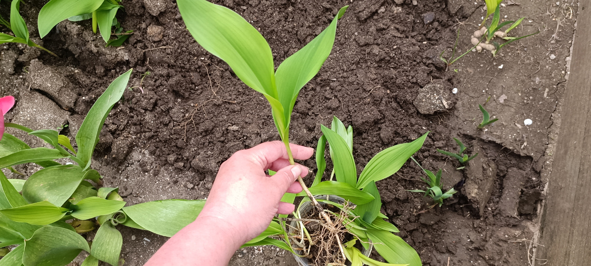 ЛАНДЫШ МАЙСКИЙ ВЫРАЩИВАНИЕ