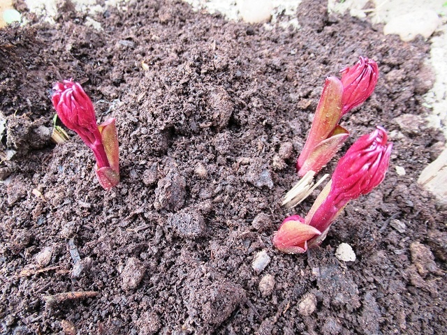 Этот пион я высадила осенью прошлого года с тремя почками, сейчас они пошли в рост.