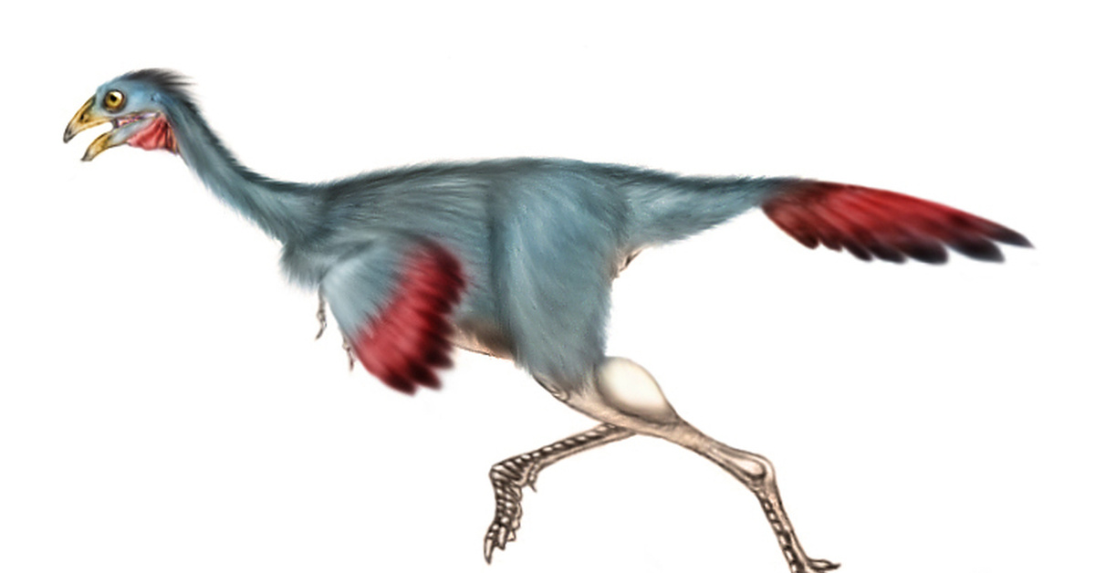 каудиптерикс