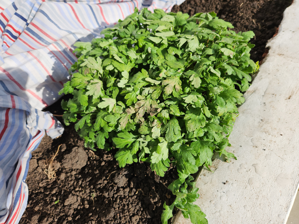 То, что было под тканью и пленкой