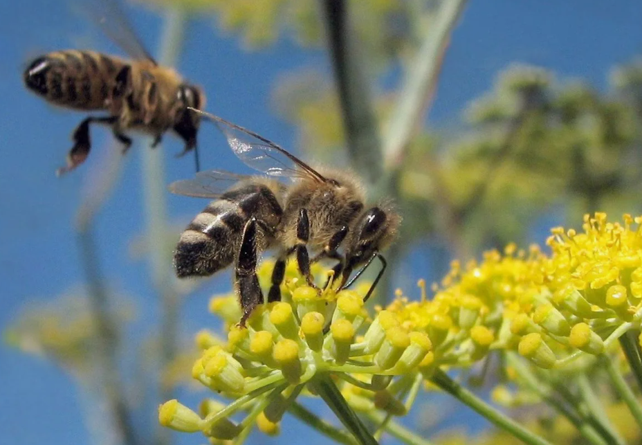 Представь себе карту, нарисованную прямо на небе — не линиями, а пятнами света разной плотности, невидимыми глазу человека. Пчёлы обладают способностью различать поляризованный свет, то есть направление колебания световых волн. Даже в пасмурный день, когда солнце скрыто за облаками, пчела знает, где оно — благодаря этим «небесным узорам». Это позволяет ей находить дорогу домой с точностью навигационного прибора.