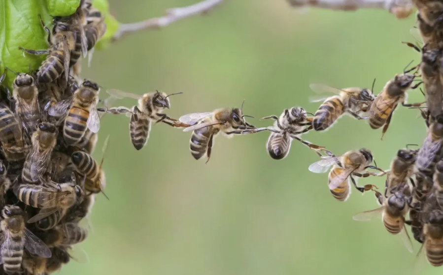 У пчёл есть встроенные «биологические часы». Они могут запоминать, в какое время суток расцветает конкретный вид цветка, и прилетать к нему именно тогда. Их точность — поразительная: пчёлы могут отличать утро от позднего утра и даже запоминать расписание цветения разных растений, как старинный садовник с карманными часами.