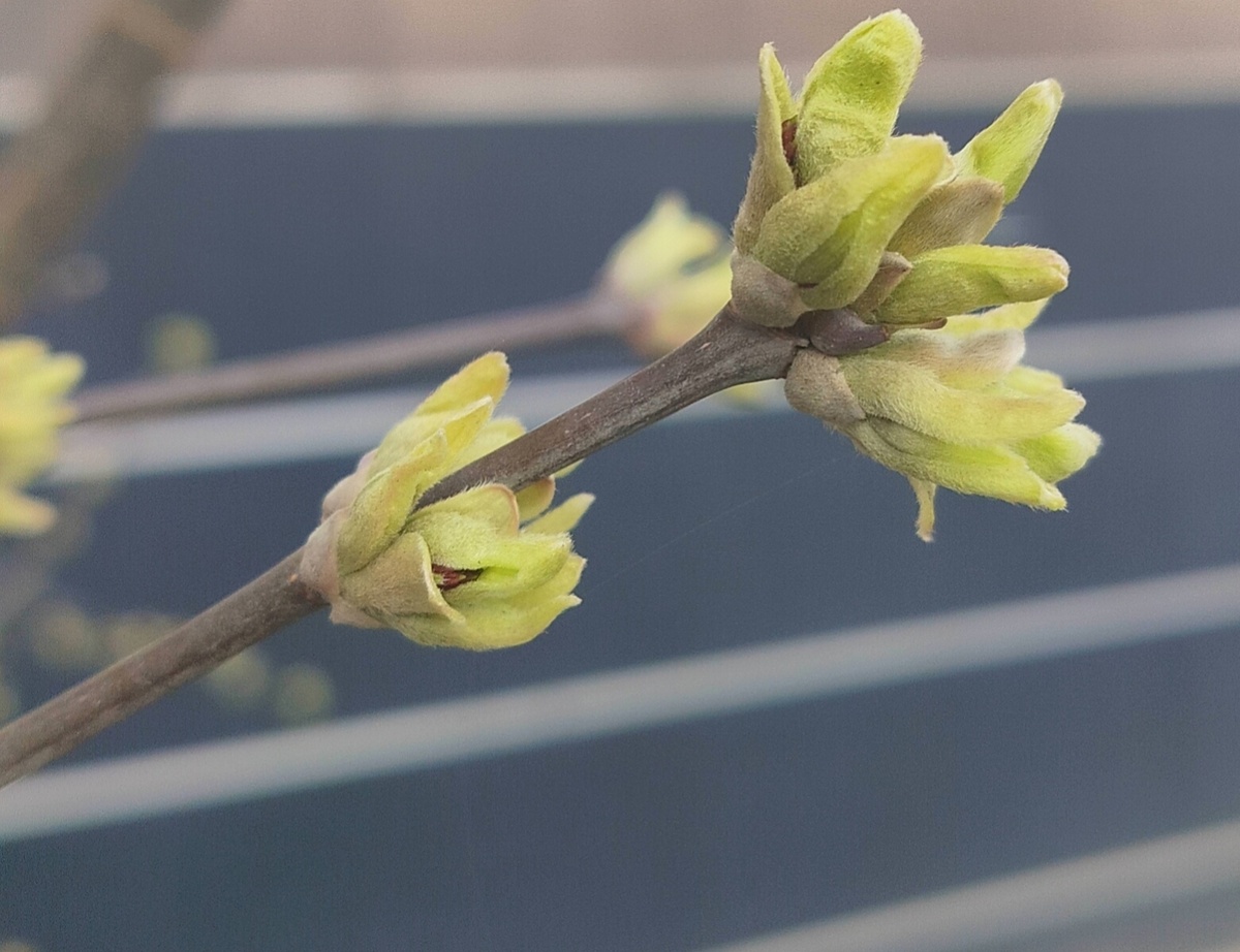 Не всё золото, что блестит. Русская пословица