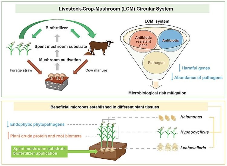     Гриб кольцевик принял участие в новой системе компостирования сельхозотходов для биоудобрений

