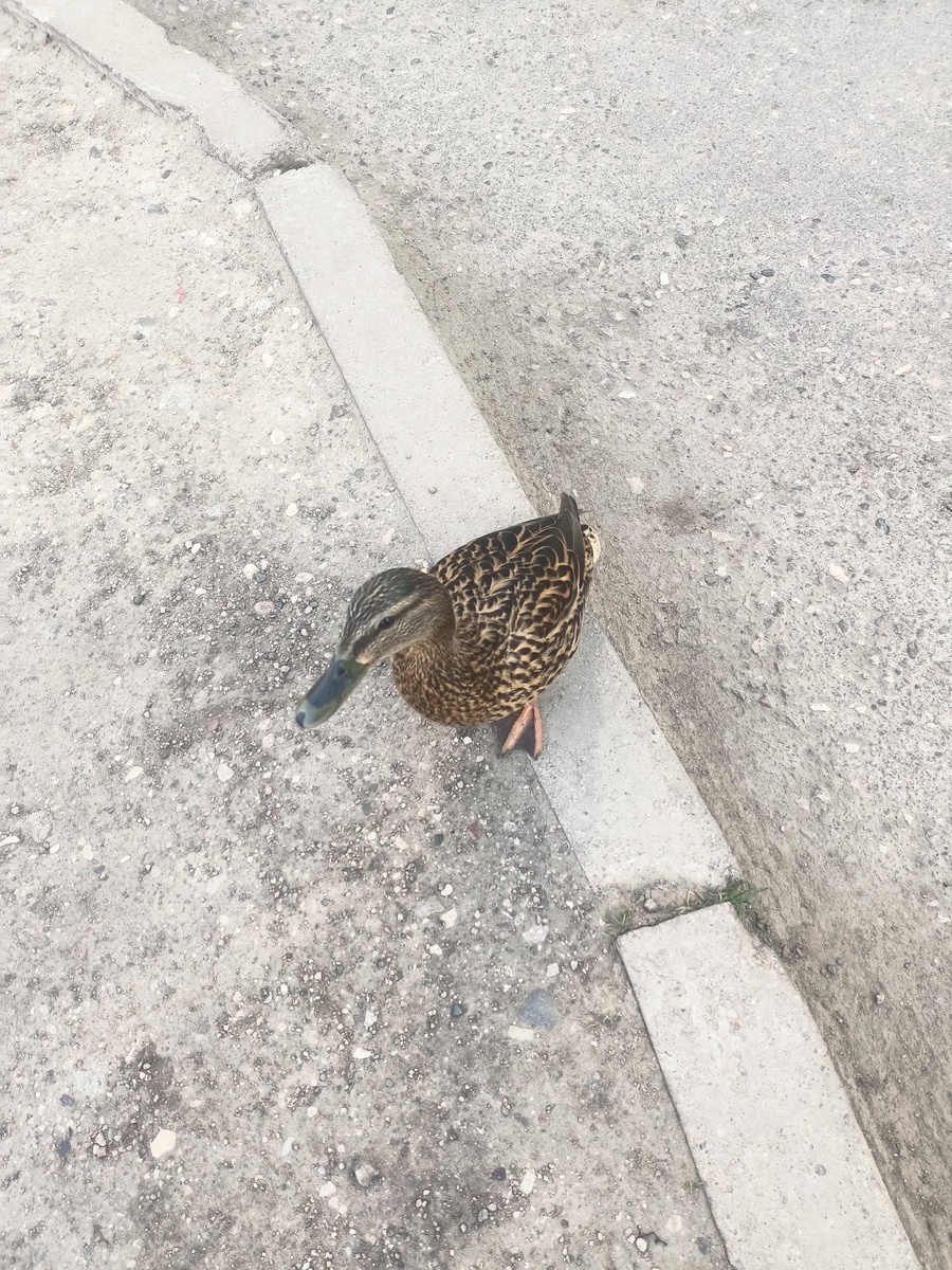 А вы заметили, что многие утки перестали быть перелётными птицами?