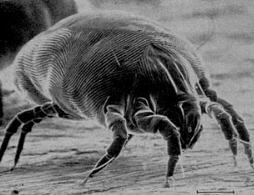    Фото: wikipedia.org