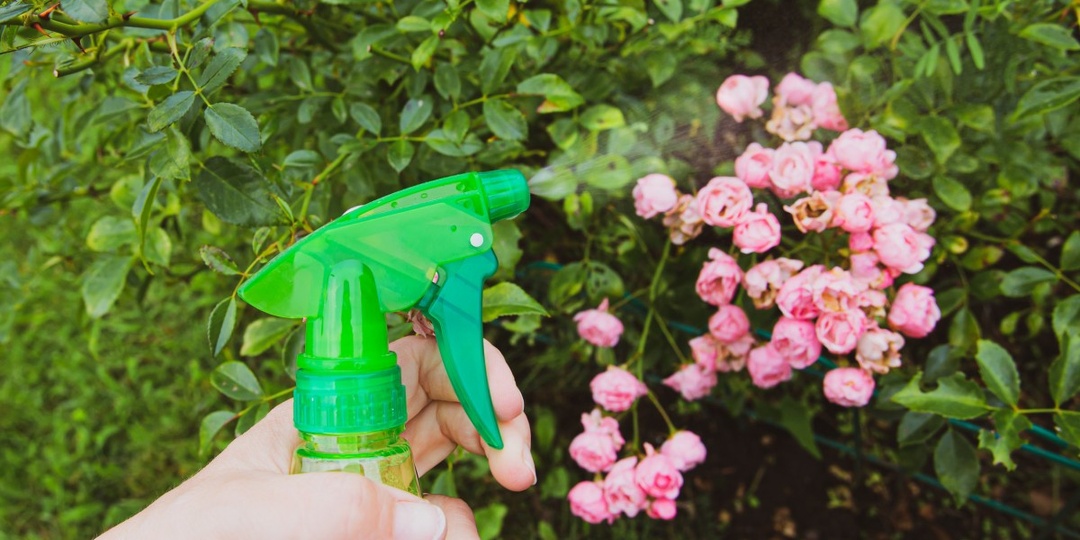 Тля бессильна! 5 простых лайфхаков для идеального сада без химии — попробуйте сегодня!