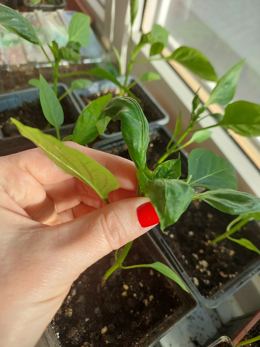 Лист скручен внутрь