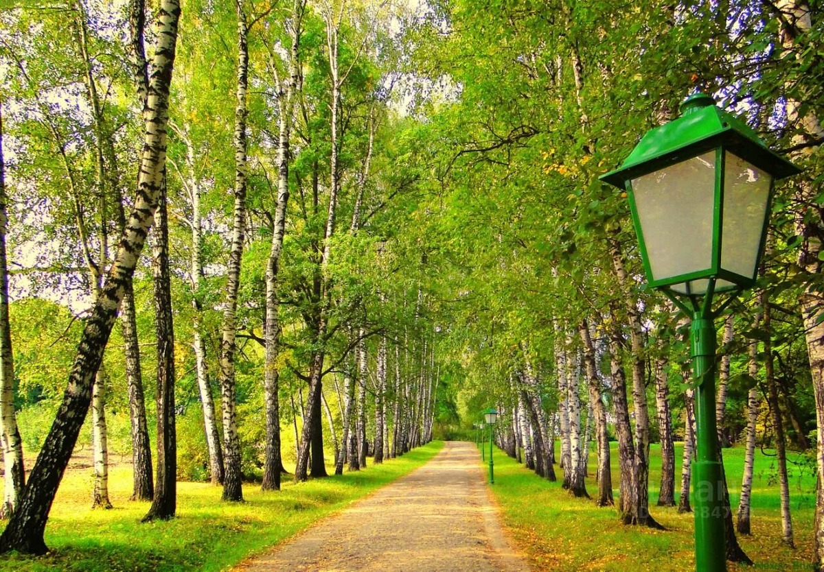 Аллея в Ясной Поляне