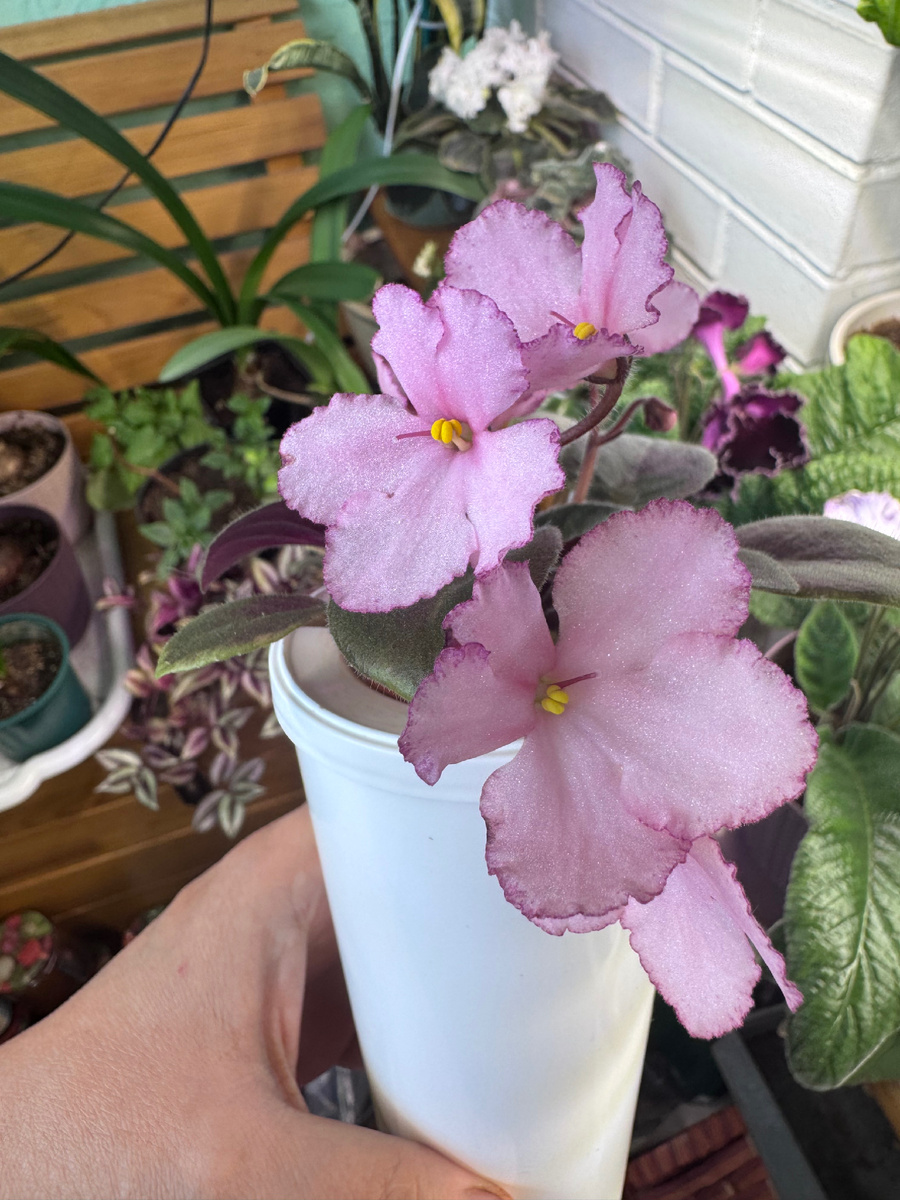 НК-Нежность Шелка