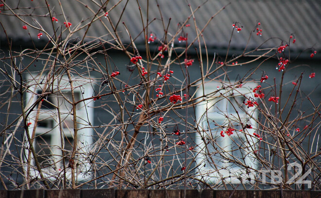    © Анастасия Илюшина для ЛенТВ24