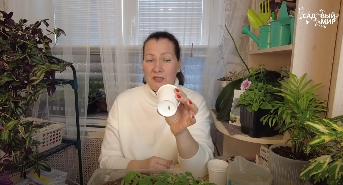  стаканчики для пикировки рассады томатов 