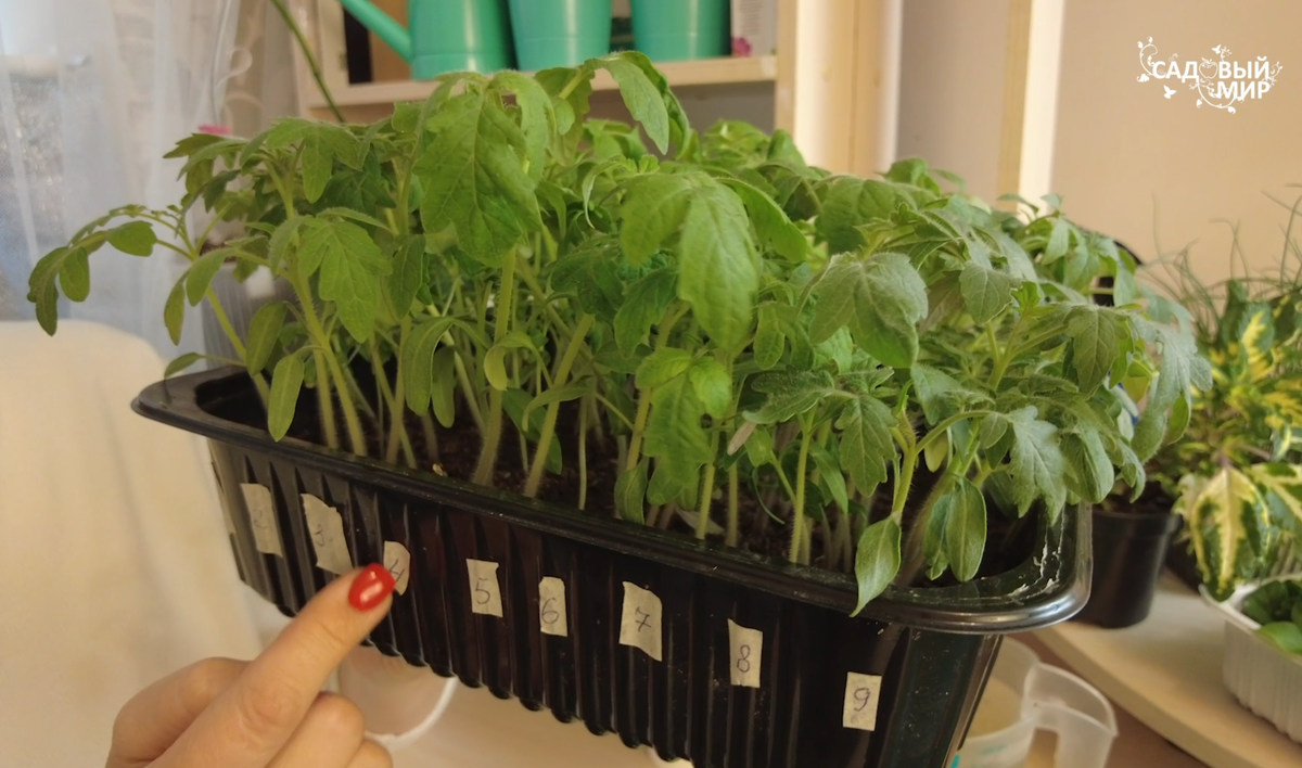 рассада томатов  в общей емкости