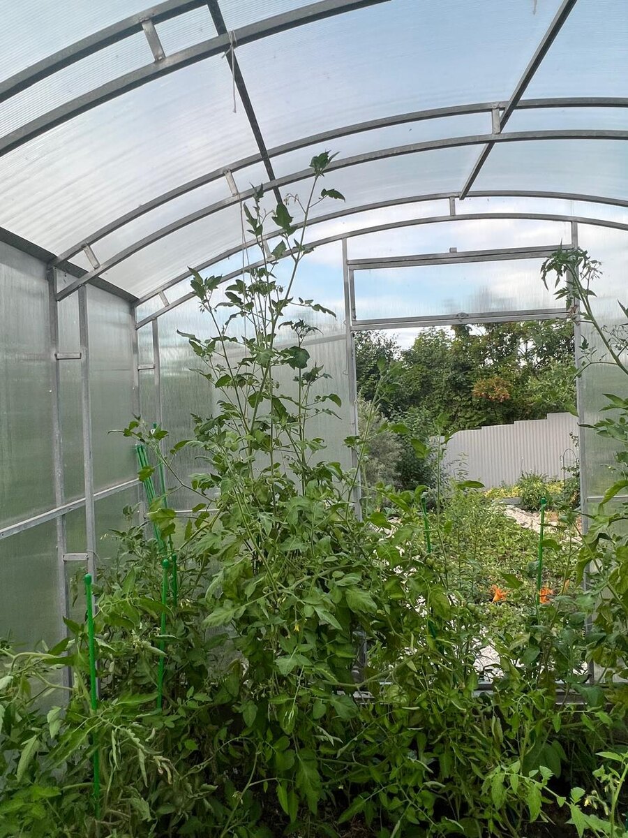 Когда высаживать растеня в теплицу