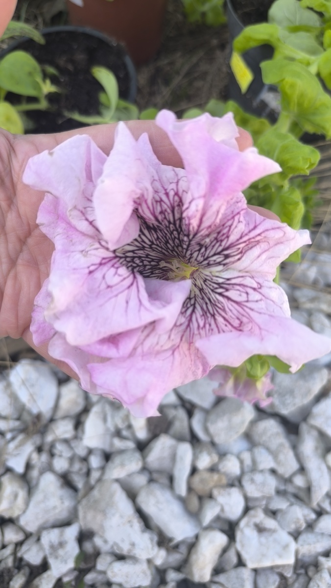 Триумф белый. Интересно кто его белым назвал...