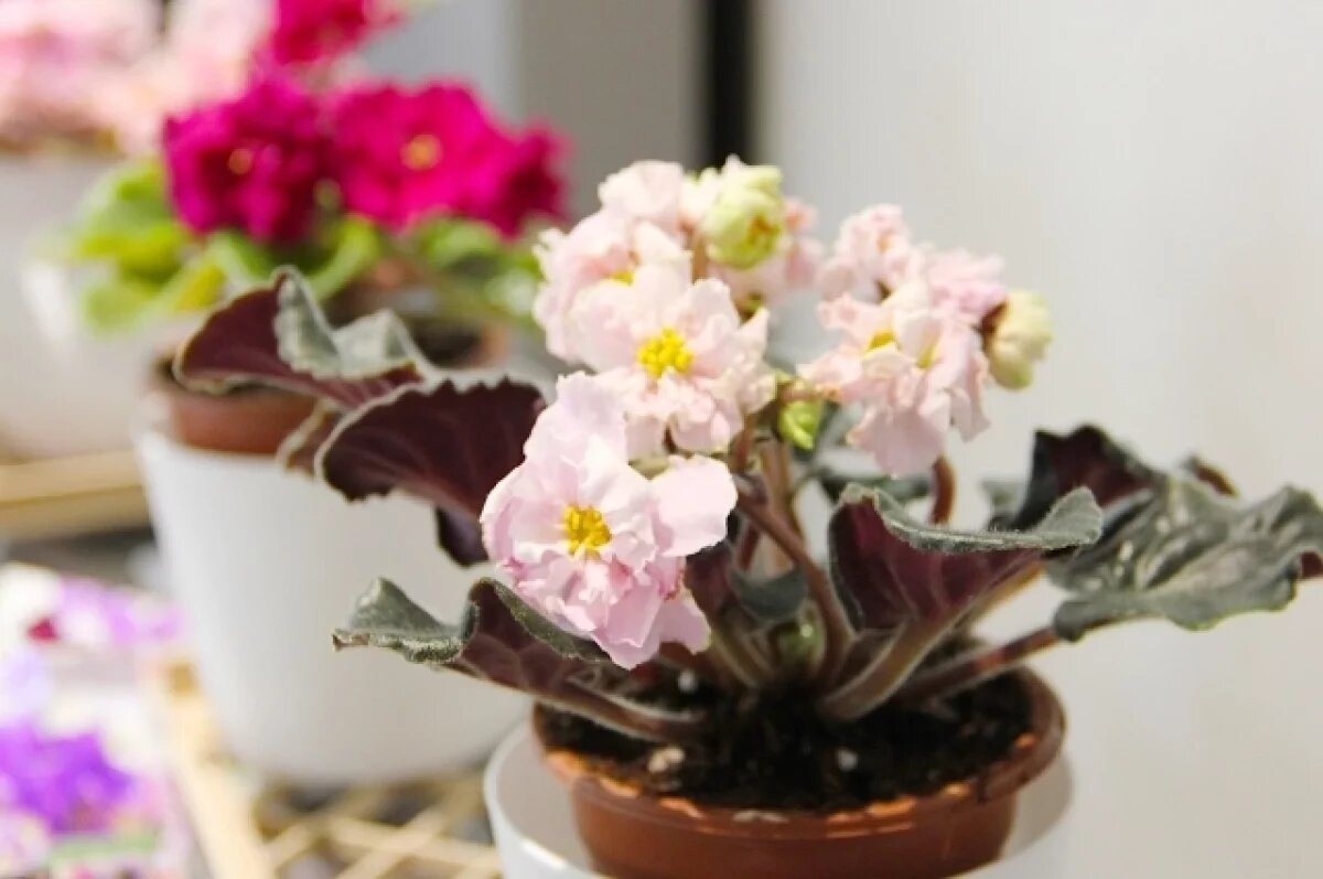    В Пермском крае девушка из ревности сломала нос сопернице цветочным горшком