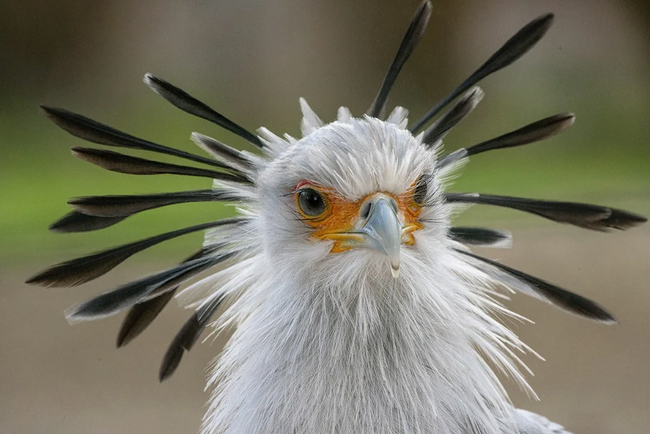 Название «секретарь» (от англ. secretary bird) связано не с его повадками, а с внешностью. Черный хохолок на затылке, напоминающий перо за ухом, был популярен у клерков XVIII–XIX веков. В те времена писари держали перья за ухом — чтобы всегда быть готовыми к письму. Так и прилипло к птице это необычное, почти анекдотическое имя.