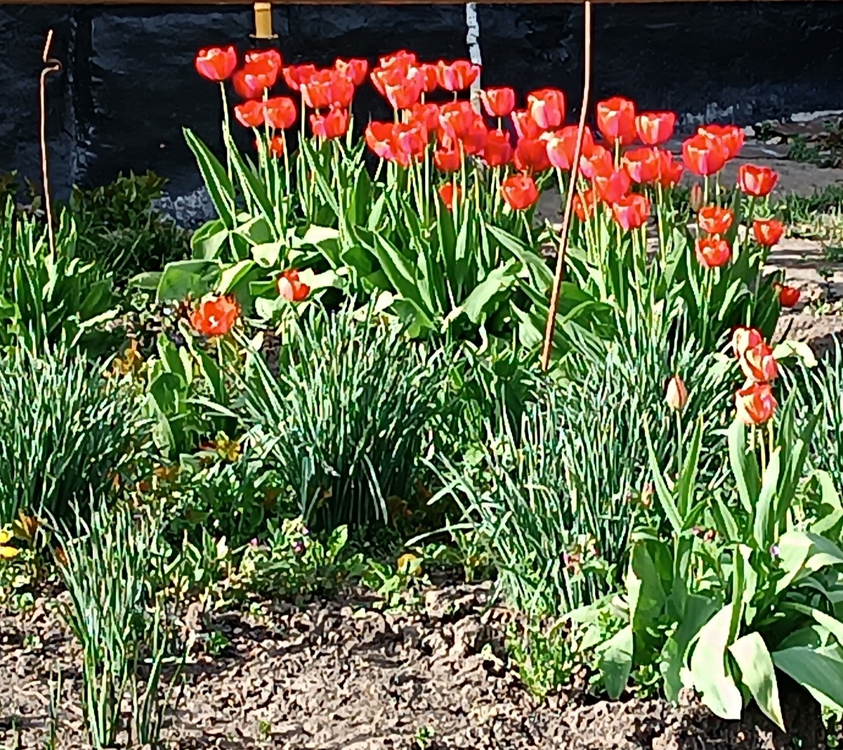 Вот так тюльпаны уже цветут в одном из палисадников односельчан