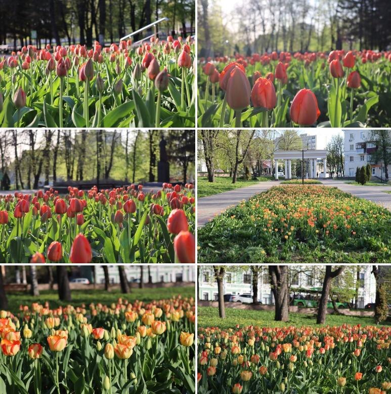 А такие цветут в парках нашего города. Фото позаимствовала в официальном телеграм-канале Курской области