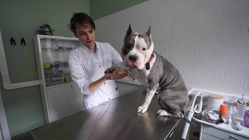    Фото: ИЗВЕСТИЯ/Павел Волков