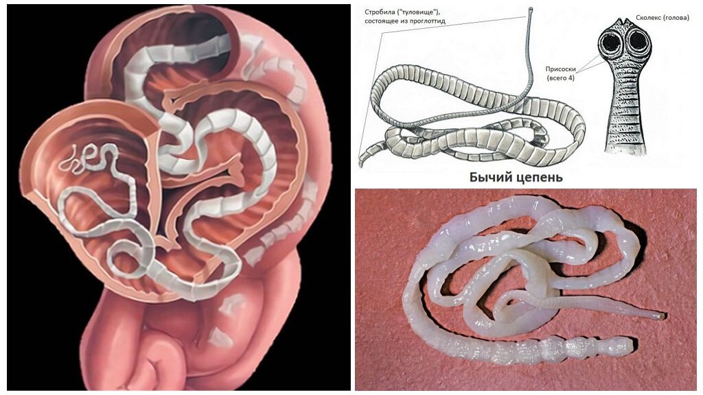 Изображение взято на сайте aworms.ru