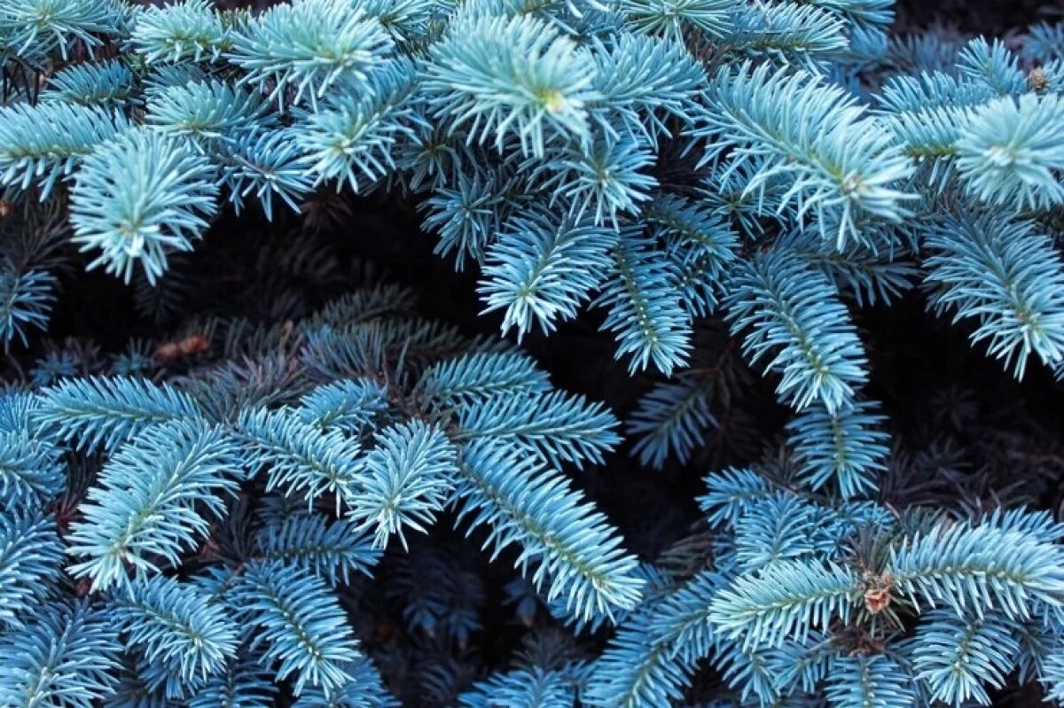    Экологи: голубые ели в центре Рязани погибли из-за выхлопных газов