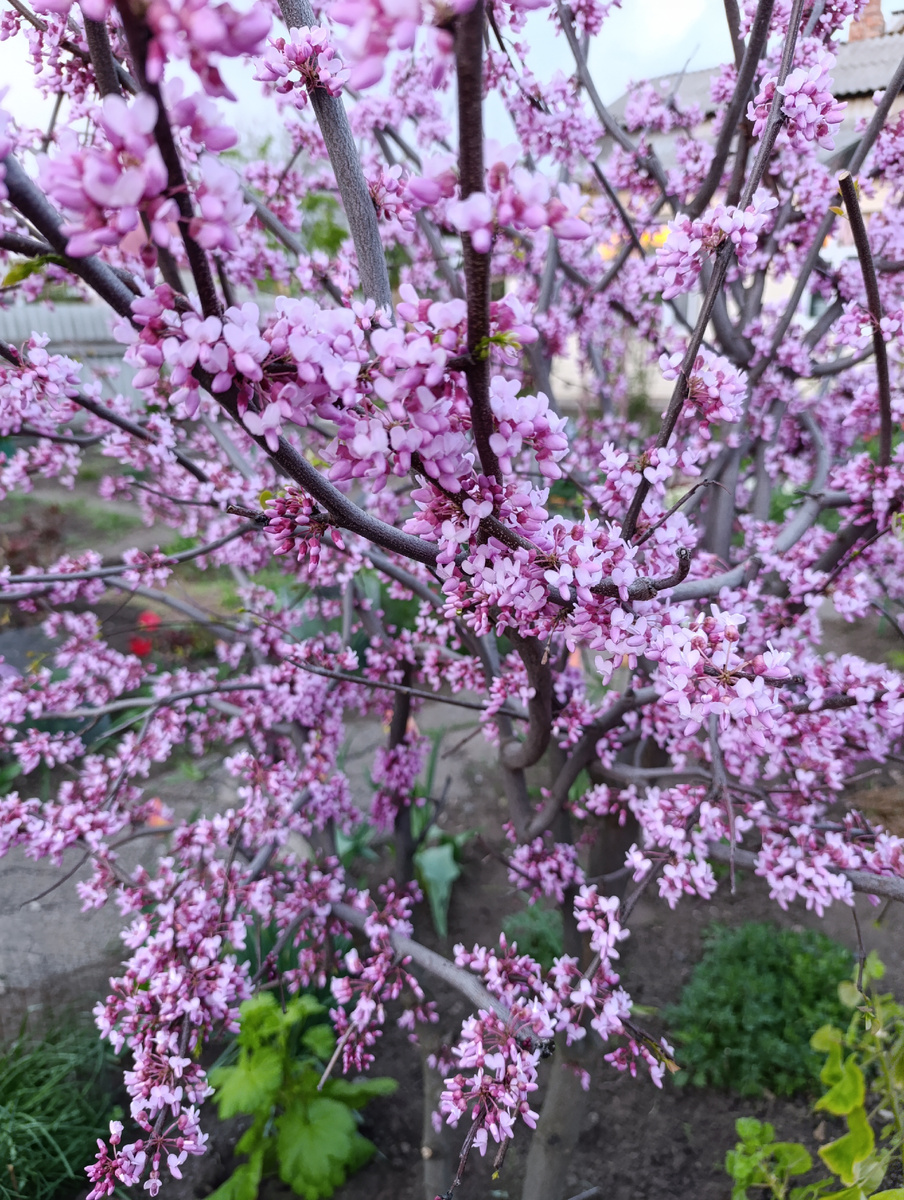 Церцис только начал расцветать