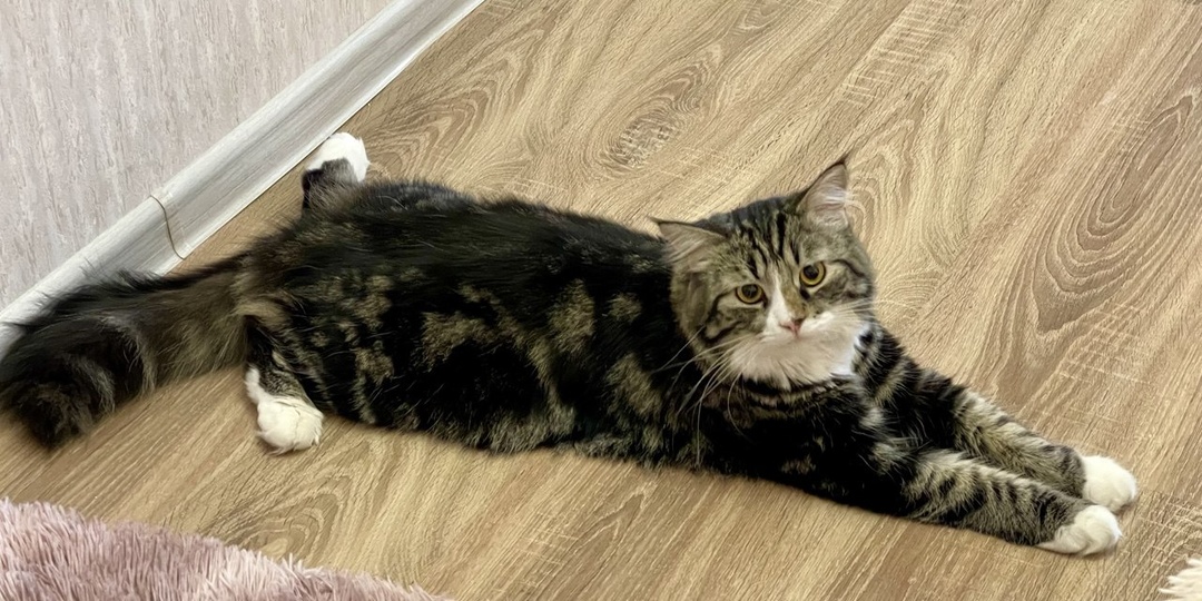 Сколько кошек должно жить с человеком?