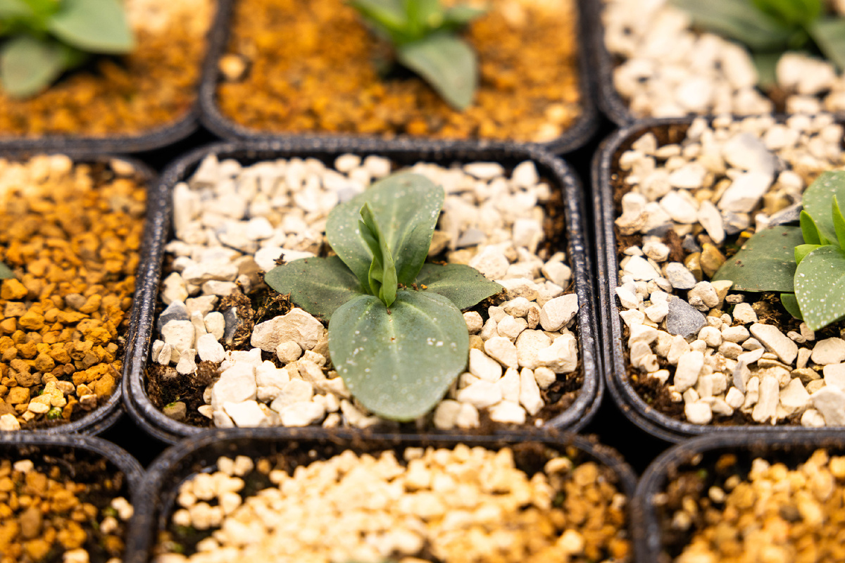 Кошачий туалет на эустоме