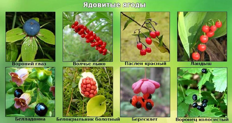 Опасные "вкусняшки": ядовитые ягоды во дворе, в которые может потянуться ребёнок